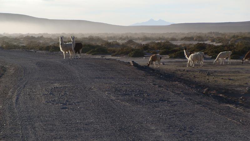 Coipasa Salt Flats S's (6).JPG